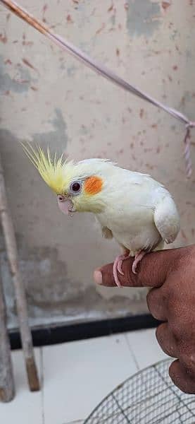 Tame Cream cocktail|cockatiel|pied cockatiel 8