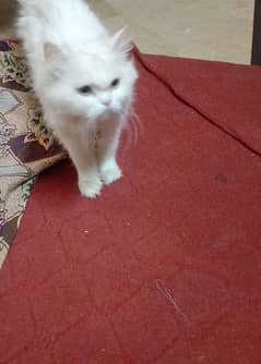 Persian cat for sale age 10 month