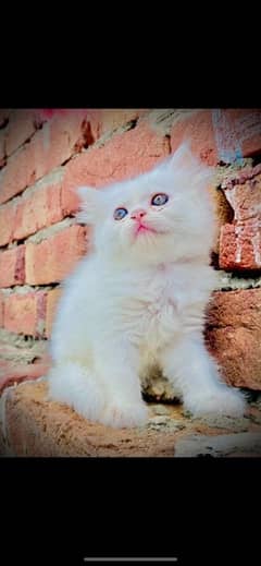 persian cats kittens