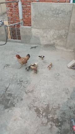 Pure Daesi Hen with 9 Chicks