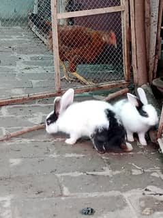 Rabits babies Available