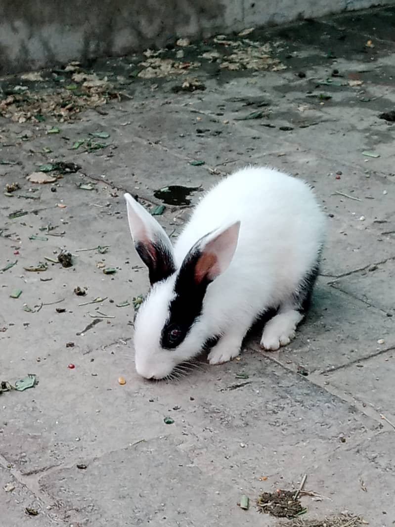 Rabits babies Available 1