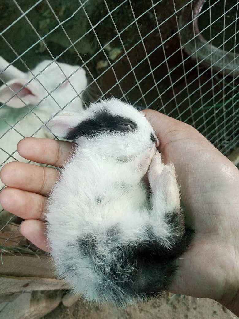 Rabits babies Available 6