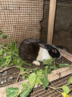 Rabbit breeder pair for sale