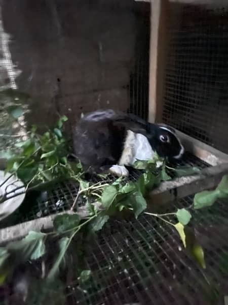 Rabbit breeder pair for sale 1