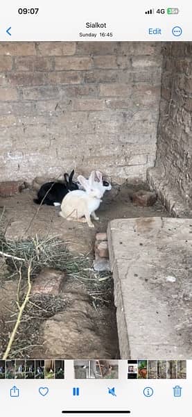 Rabbit breeder pair for sale 3