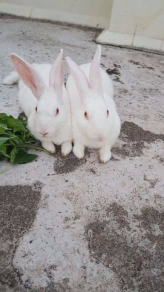 Red eye newzeland white and angora rabbit Rabbits for sale - Rabbits ...