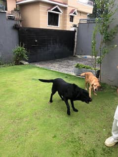 pair of pedigree labrador