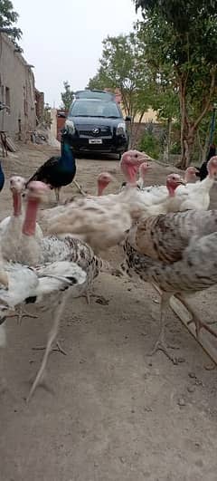 Turkey Chicks 6 month