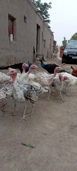 Turkey Chicks 6 month 1