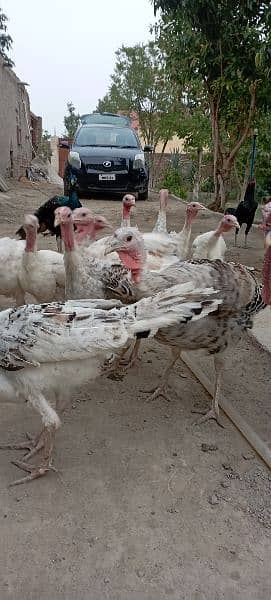Turkey Chicks 6 month 2