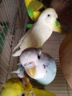 Budgies (australian parrots) with cage "CAN SING DIFFERENT SOUNDS"