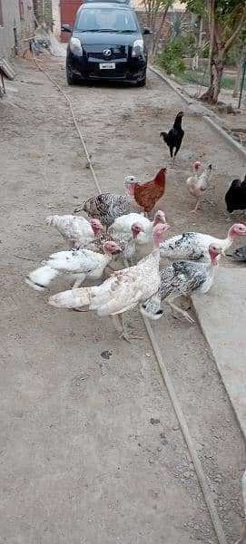 Turkey Chicks 6 month 3