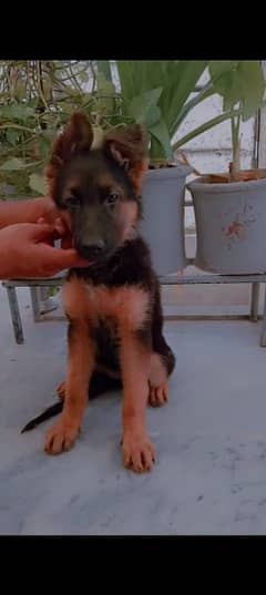 gsd female puppy available for sale mother pic lagi hui sath