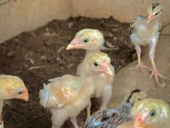 High quality Aseel chicks for sale
