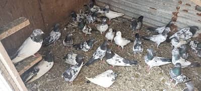 argent sels 50 60 pigeon