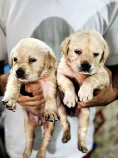 labra dog puppy male and female pair