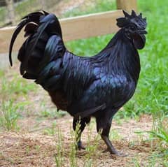 ayam cemani chick available in Lahore