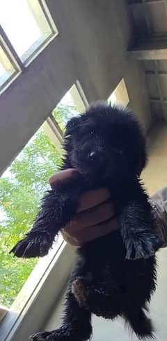 black German male pup