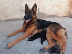 German shepherd long coat female