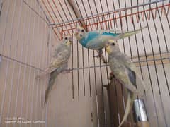 Rainbow Budgies Australian parrots male