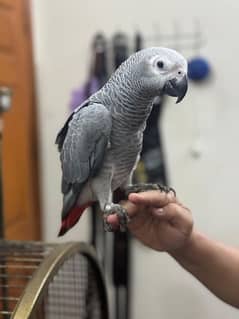 beautiful grey parrot