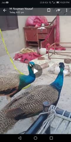2 peacock sale fully active video available