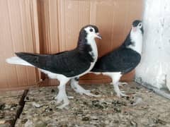 Sherazi Kabootar Fancy Pigeon