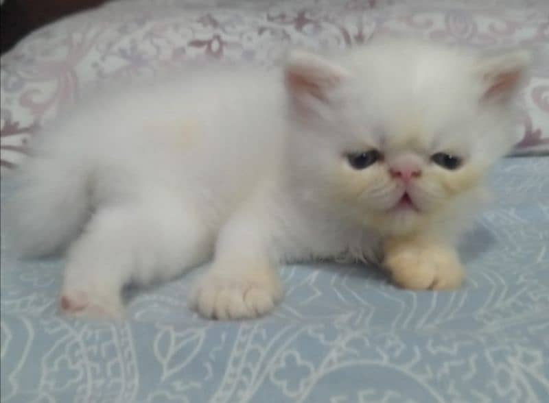 Kitten for sale 2