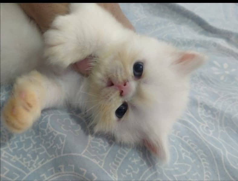 Kitten for sale 3