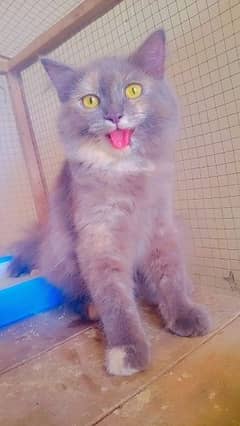 persion cat female 7 months age