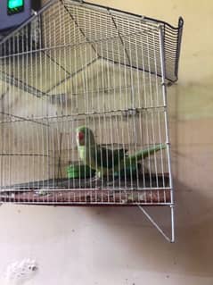 raw parrot for sale and other  parrot