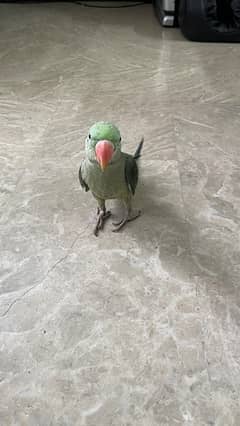 Raw Parrot 4 months old