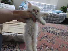 Triple coat punch face Persian cat