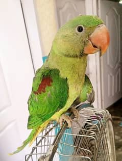 Raw parrot male for sale
