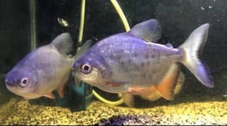 Redbelly pacy & Albino Pacu