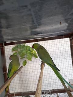 Green Ringneck parrot breeder pair