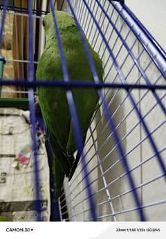 Green Ringneck Male