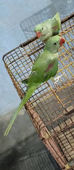 Beautiful full Kashmiri raw parrots check Available