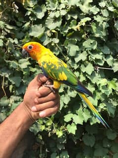 suncanor Fully handtamed and friendly male