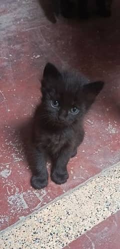 Kittens for sale. Mother Siamese. Father Black Persian Triple Coat