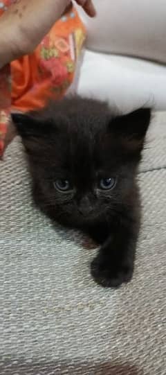 Black Beautiful Kittens for sale. Mother Siamese. Father Persian