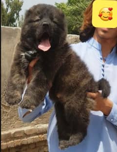 bakarwal security dog mail 2 month for sale