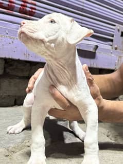 American pitbull puppies available for sale 03470456761