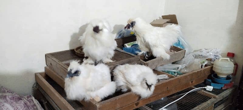 White Silkie 0