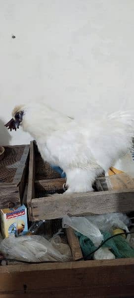 White Silkie 1