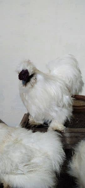 White Silkie 2