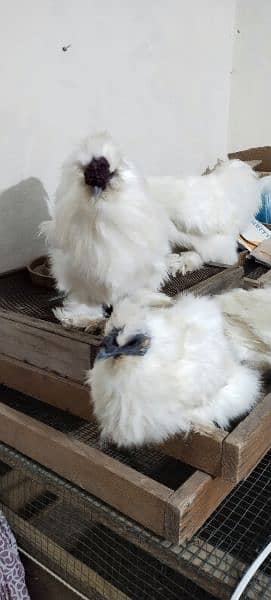 White Silkie 3