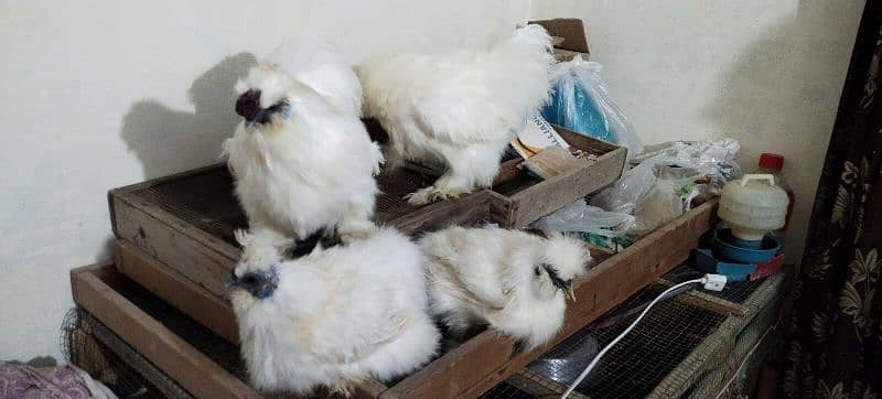 White Silkie 5