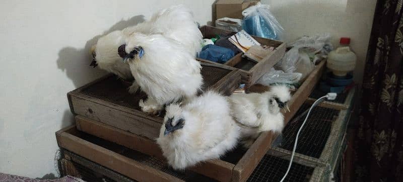 White Silkie 6